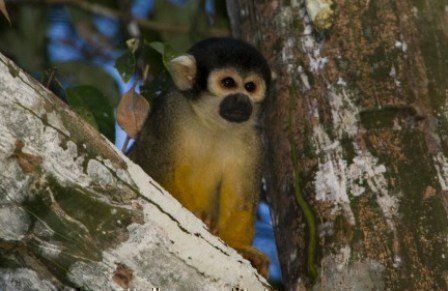 Macaco-de-cheiro-de-cabeça-preta, uma das espécies pesquisadas pelo novo sistema. Foto: Marcelo Ismar Santana